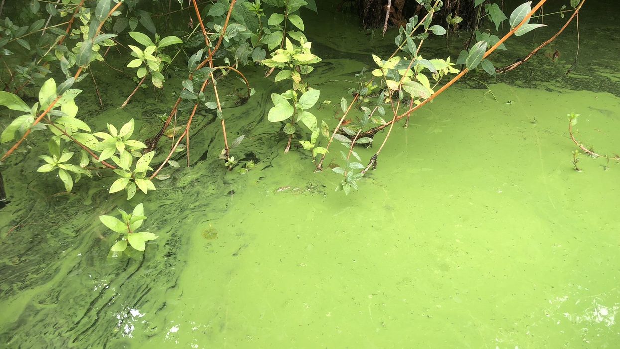 toxic algae