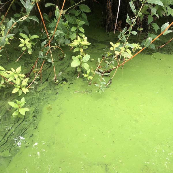 toxic algae