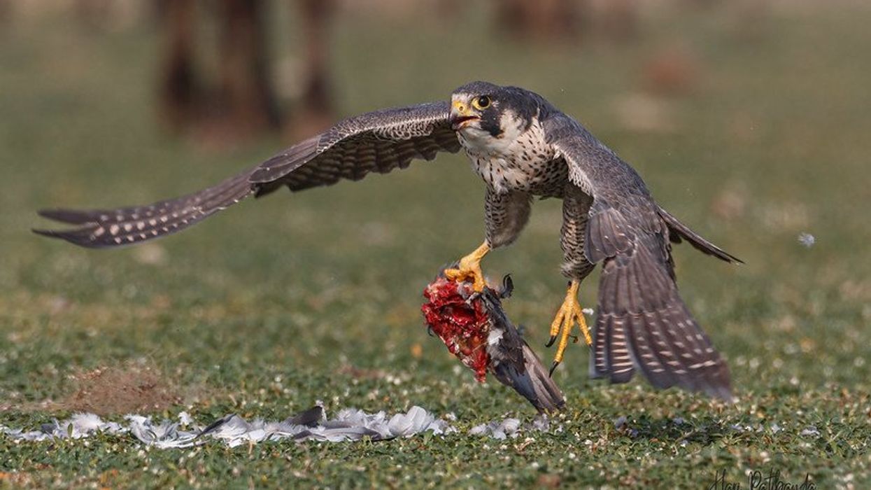 toxic bioaccumulation in wildlife