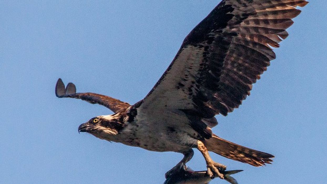 Toxic PFAS chemicals biodiversity