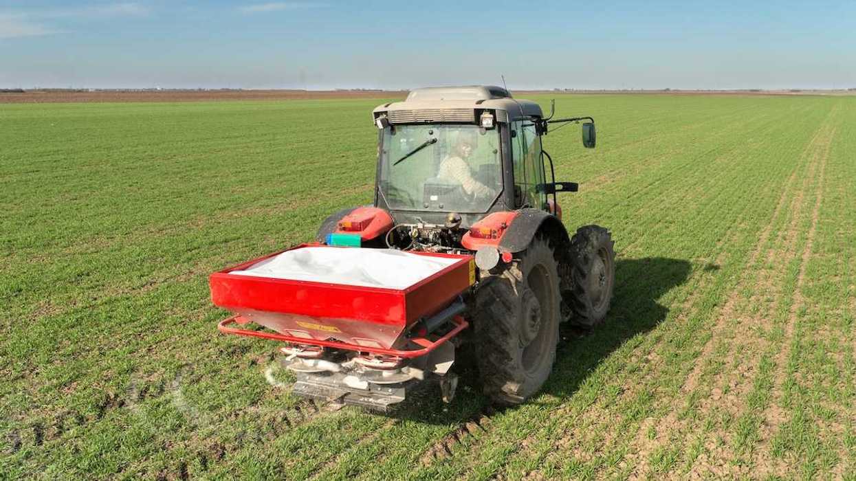 Tractor-mounted fertilizer spreader working a freshly emerging crop