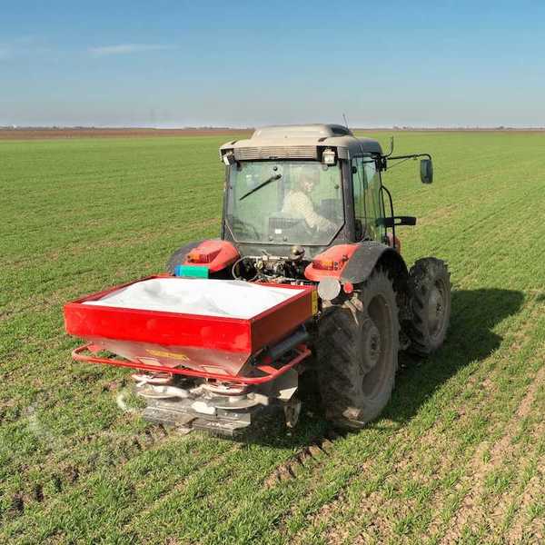 Tractor-mounted fertilizer spreader working a freshly emerging crop