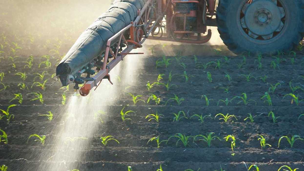 Tractor mounted pesticide application on newly emerging corn crop