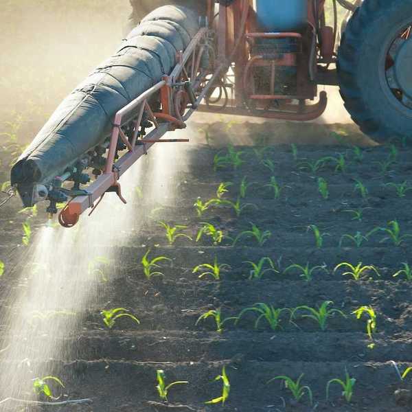 Tractor mounted pesticide application on newly emerging corn crop