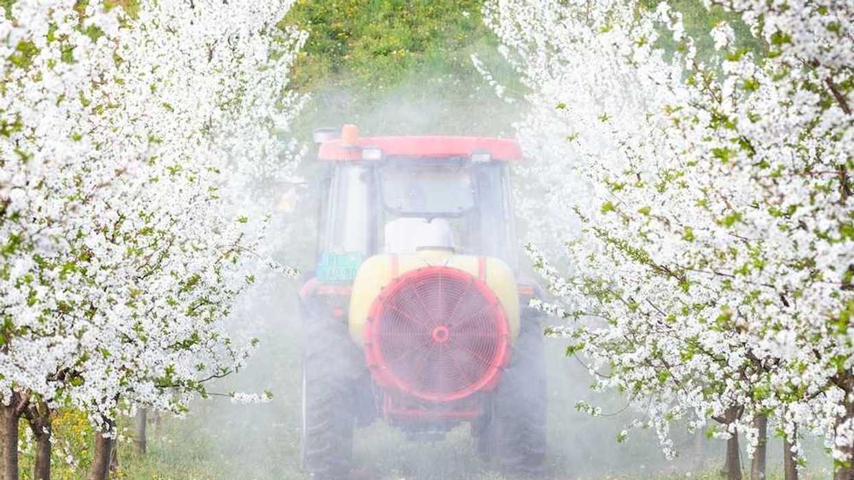 Tractor mounted spray equipment applying pesticide to fruit trees