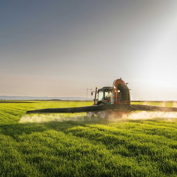 Trump enrages MAHA with order granting "immunity" to glyphosate pesticide production