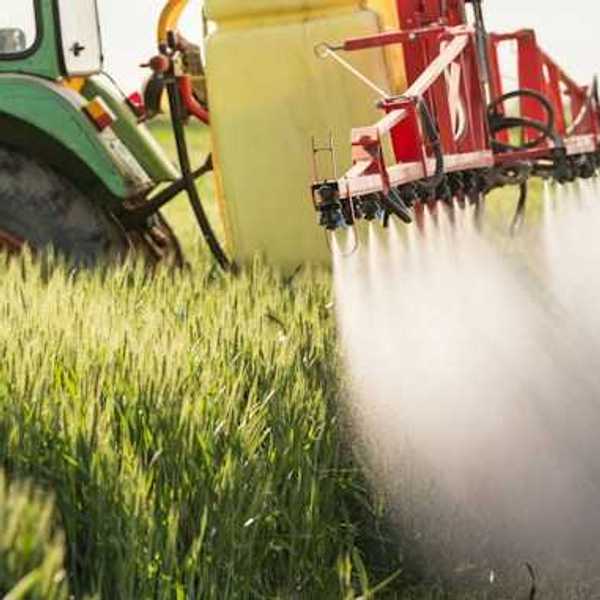 Tractor spraying wheat field with pesticides