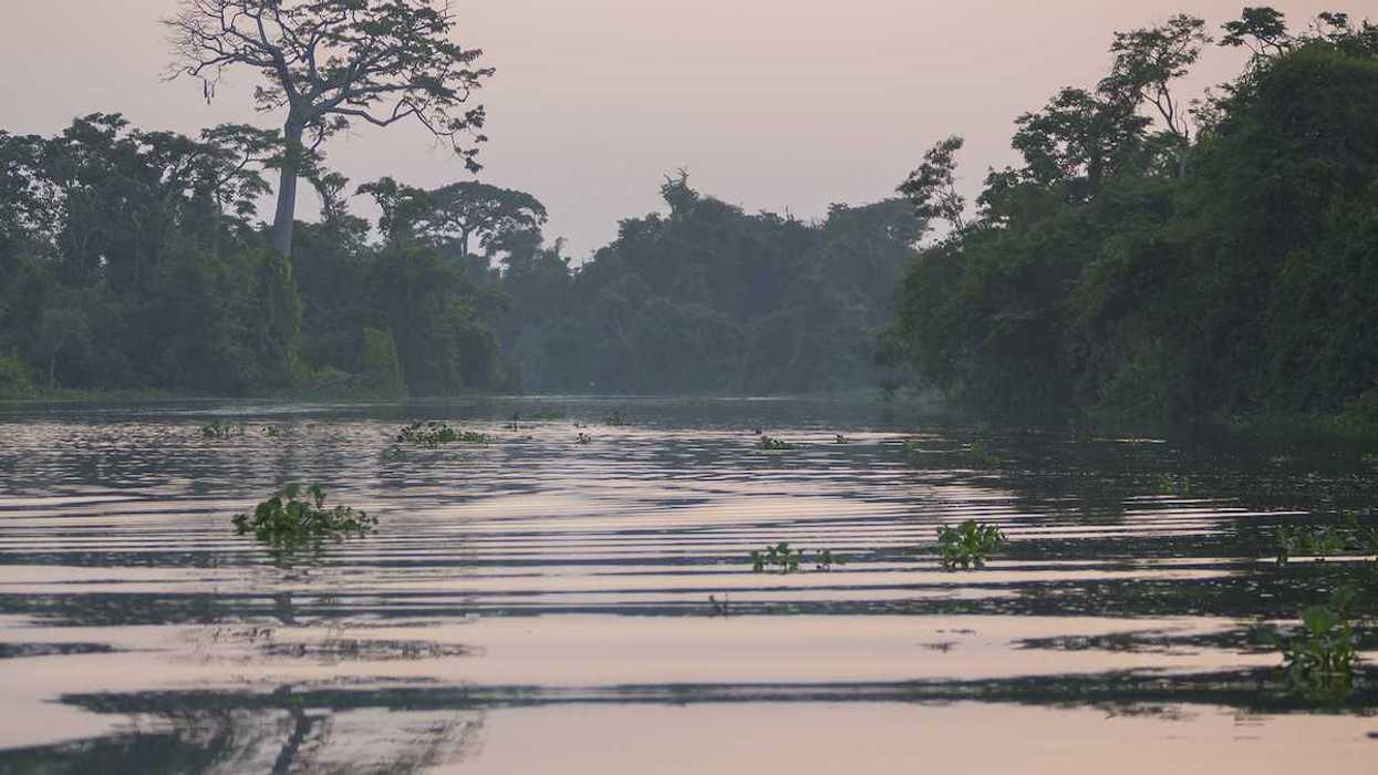 Trees and forest on the Catatumbo River on the Maracaibo Lake during sunset. Cienagas de Juan Manuel National Park. Venezuela