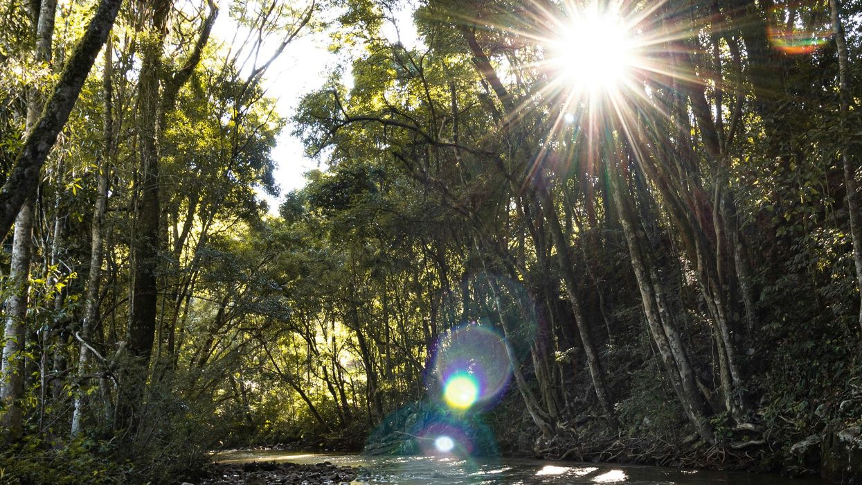 trees forest river sun