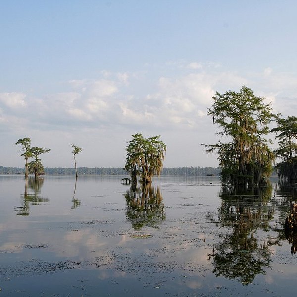 trees growing in a pond