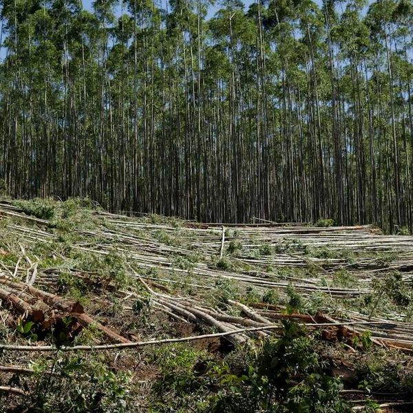 tropical forest partially clearcut