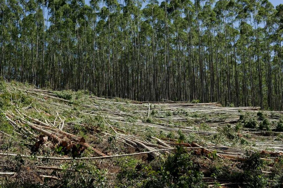 Indonesian environmentalists blame rapid forest loss in Sumatra for severity of deadly floods