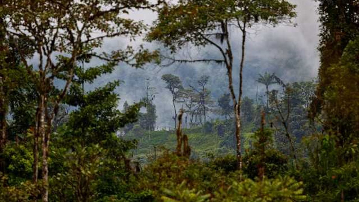Tropical forest with hills and fog in the background