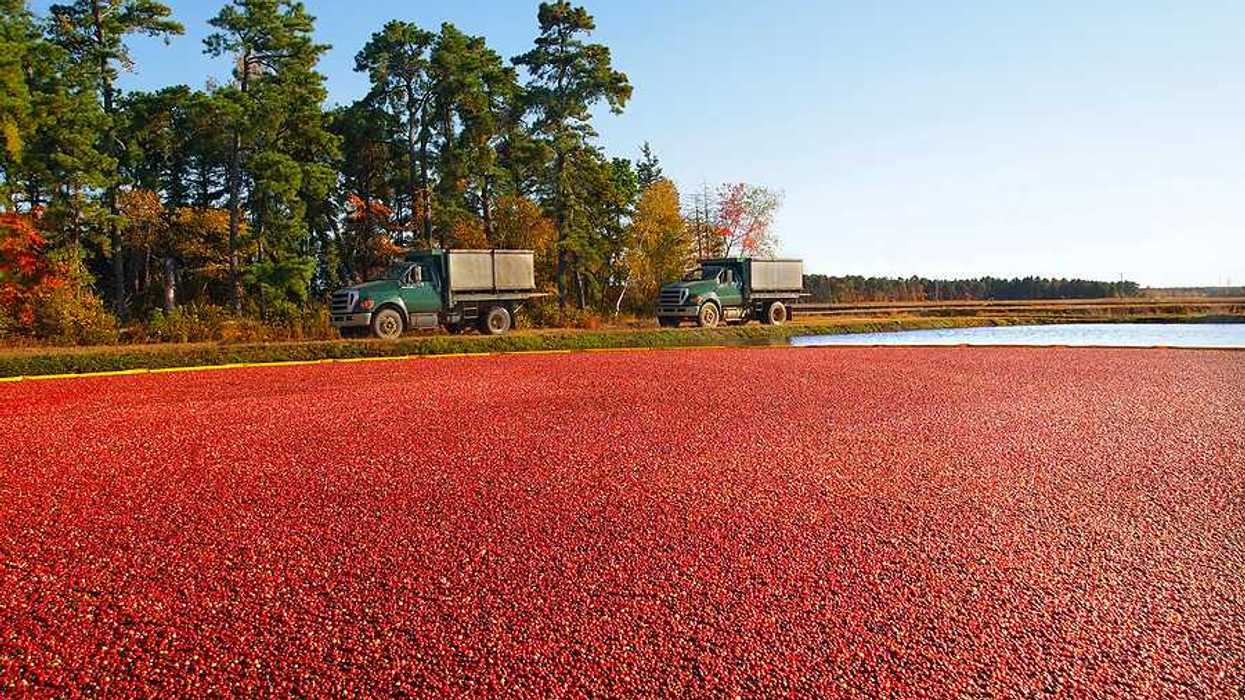 Trucks for transporting cranberries off to a processing plant drive along the edge of the vibrant red berry filled bog in the Pine Barrens area of New Jersey