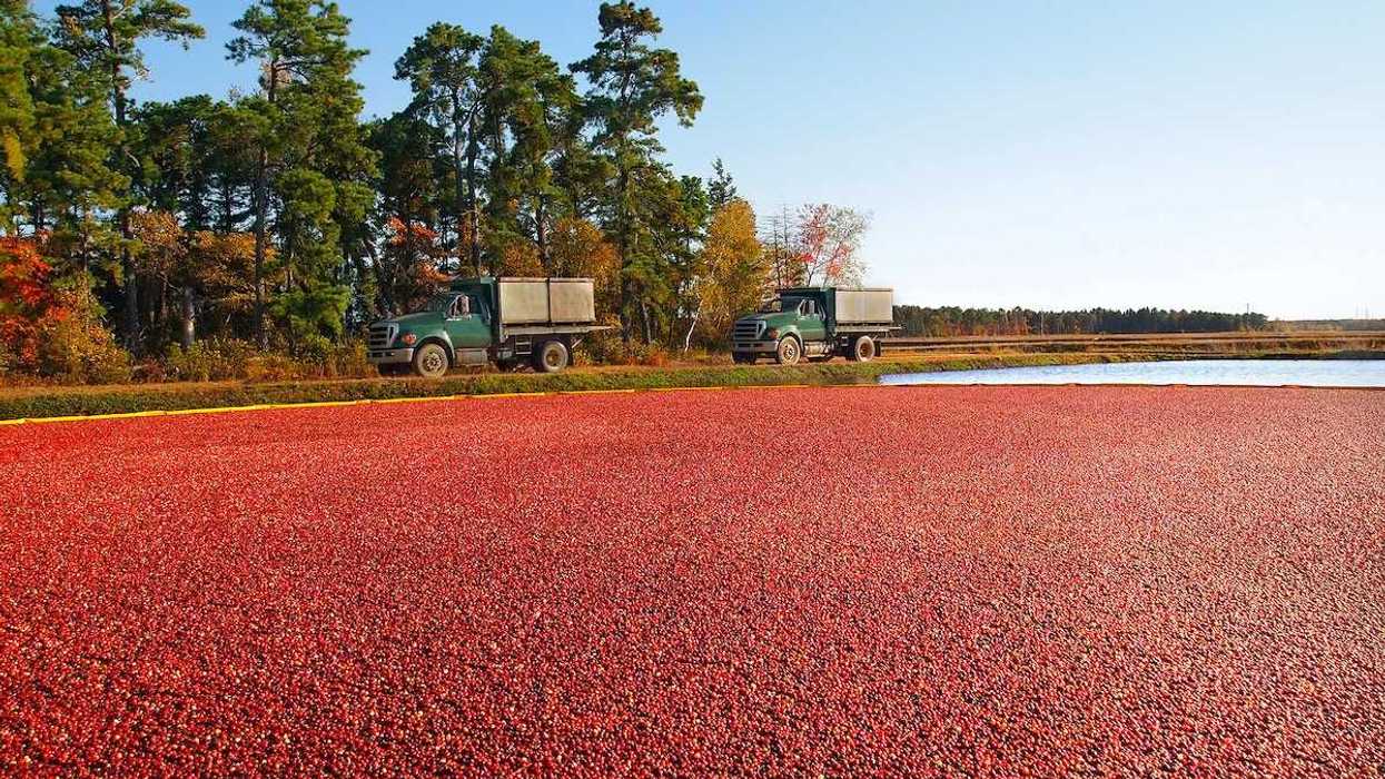 Trucks for transporting cranberries off to a processing plant drive along the edge of the vibrant red berry filled bog