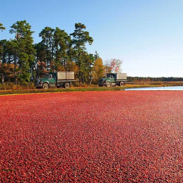 Trucks for transporting cranberries off to a processing plant drive along the edge of the vibrant red berry filled bog