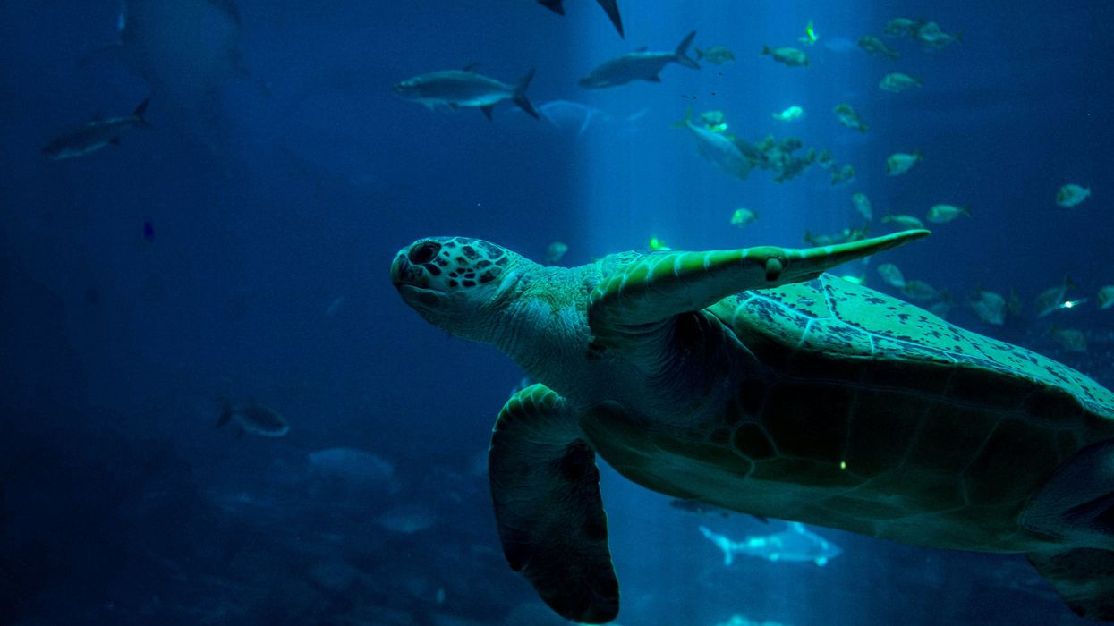 turtle and fishes underwater.