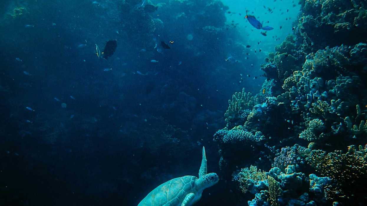 Turtle swimming near a reef under the sea.