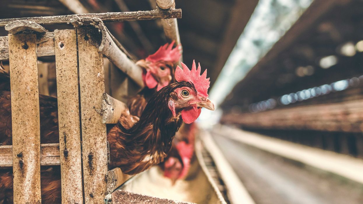 two brown chickens sticks heads out from cage in a poultry warehouse