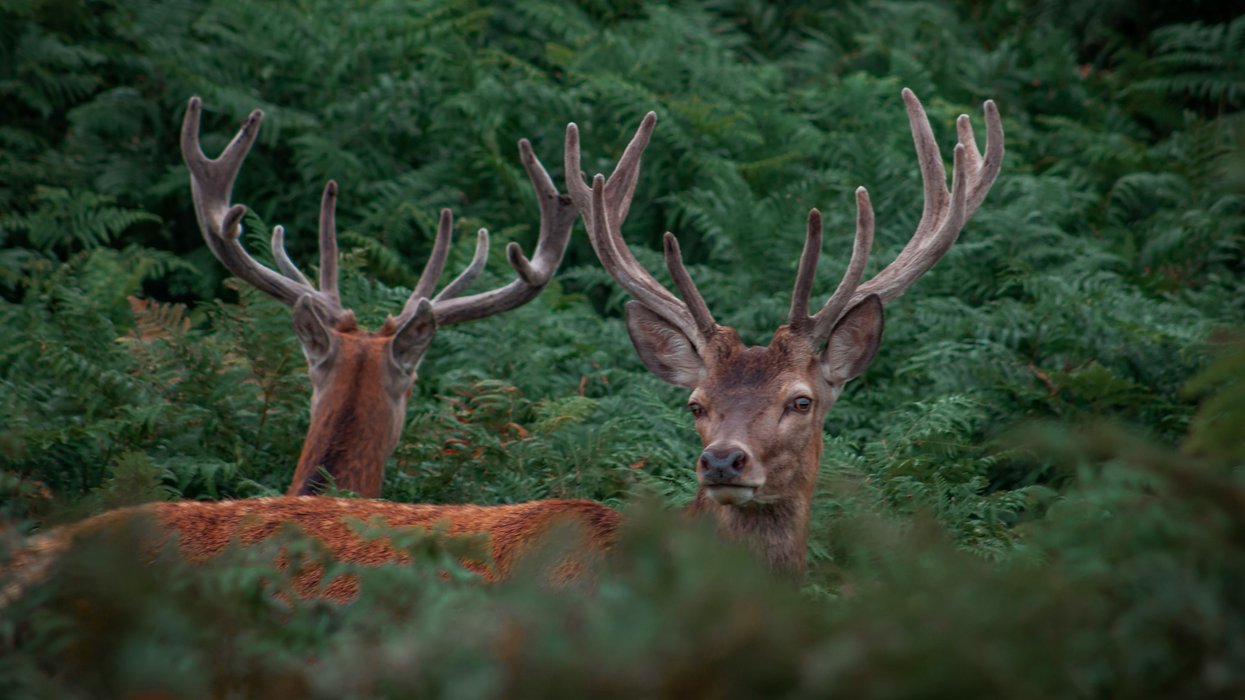 Two bucks with large antlers standing in a forest