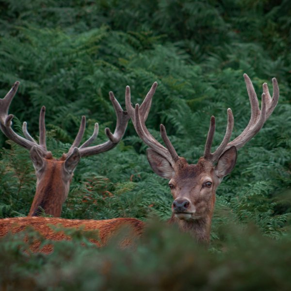 Two bucks with large antlers standing in a forest