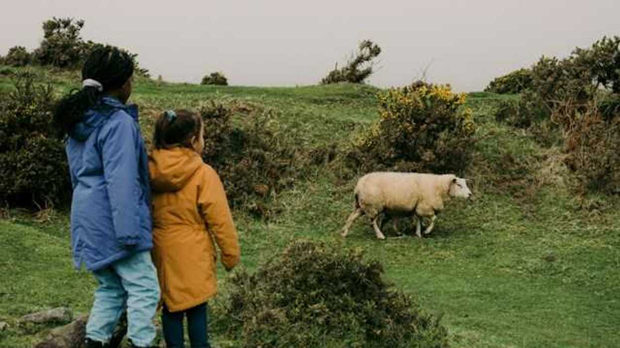 Two children looking at a sheep walking in a green field