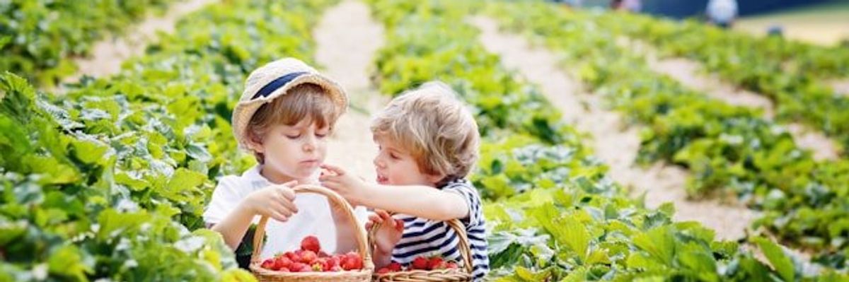 Two children picking and eating strawberries in a field.