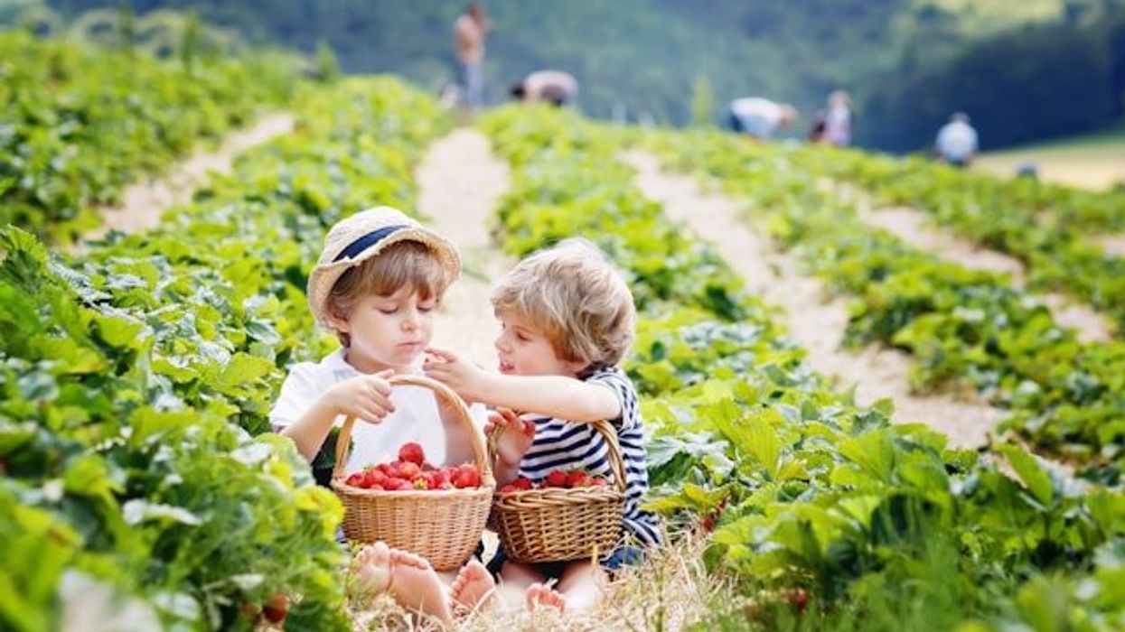 Two children picking and eating strawberries in a field.