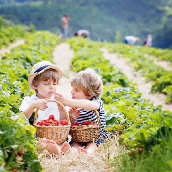 Two children picking and eating strawberries in a field.