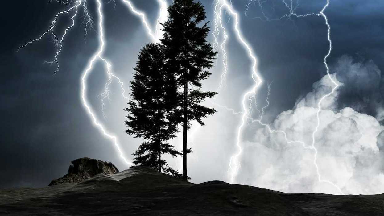 Two coniferous trees silhouetted against a lightning filled night sky