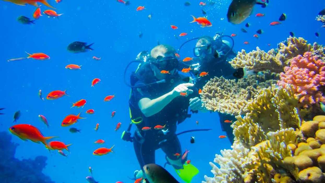 Two divers investigating coral amidst schools of reef fish