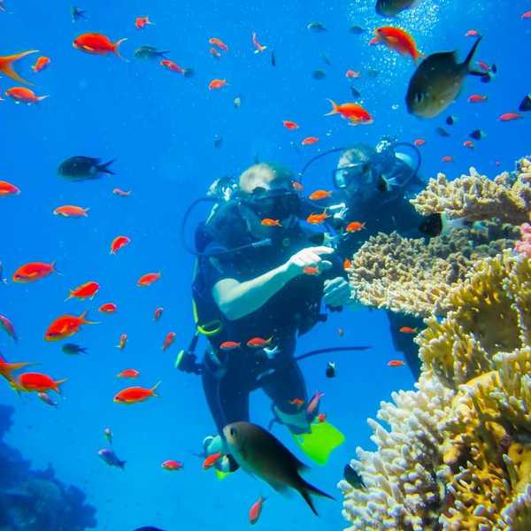 Two divers investigating coral amidst schools of reef fish