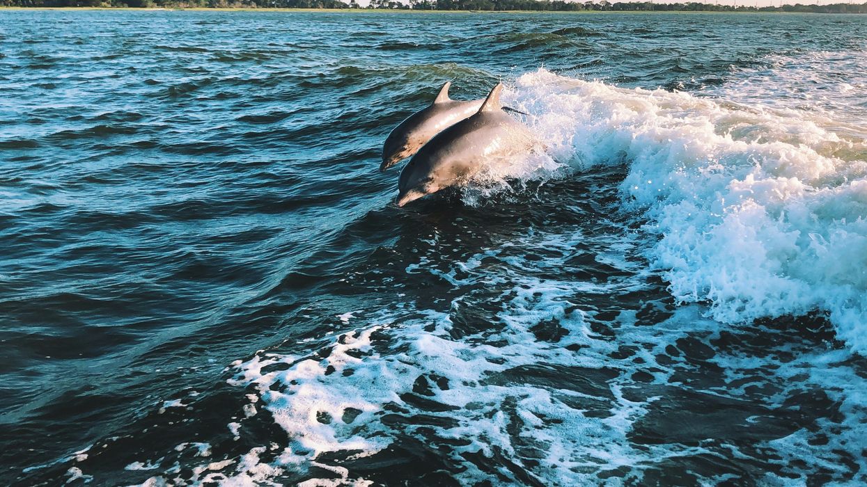 Two dolphins swimming in the ocean.