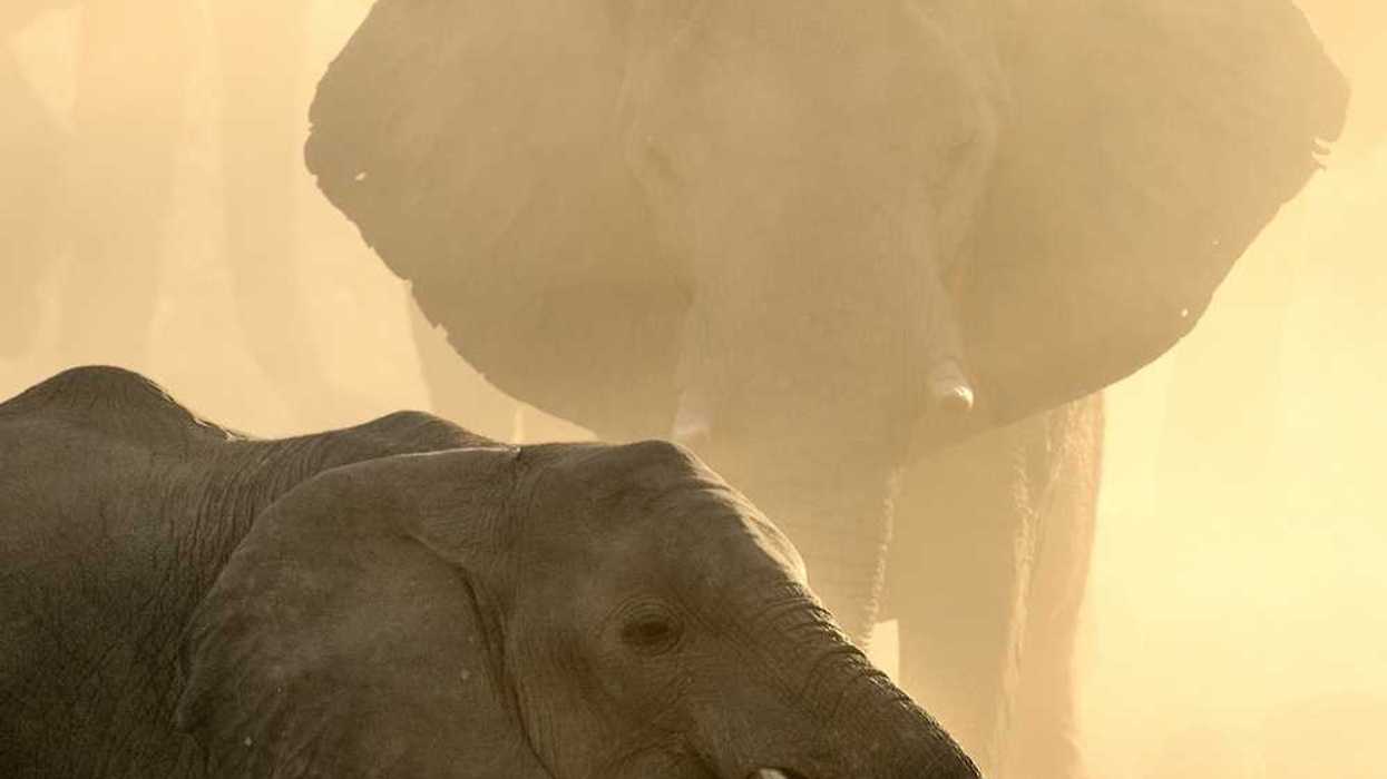 Two elephants at water hole with larger of the two looming in the background