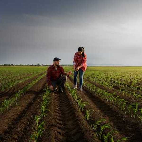 Two farmers standing in rows of young crops