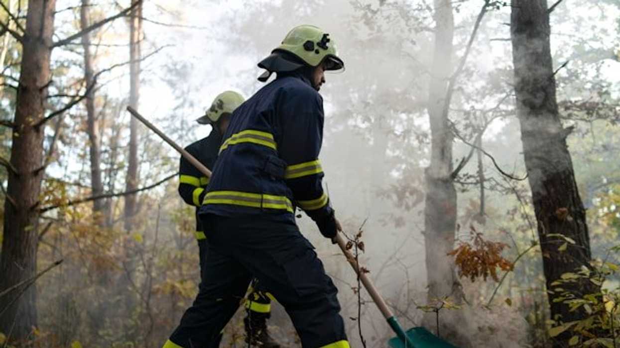 Two firefighters in a forest stamping out a fire with shovels.