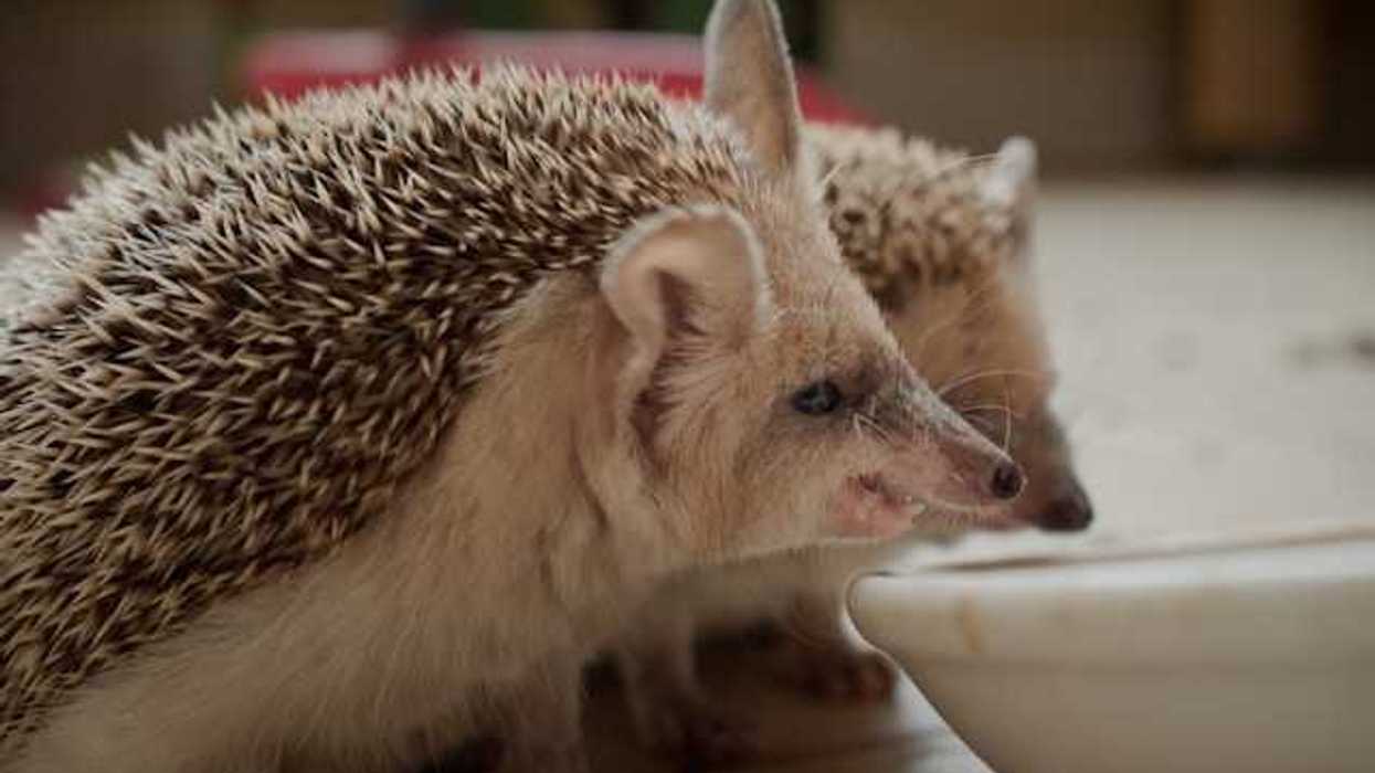 Two hedgehogs drinking from a dish