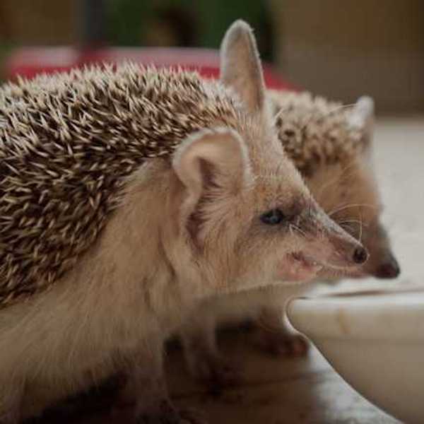 Two hedgehogs drinking from a dish
