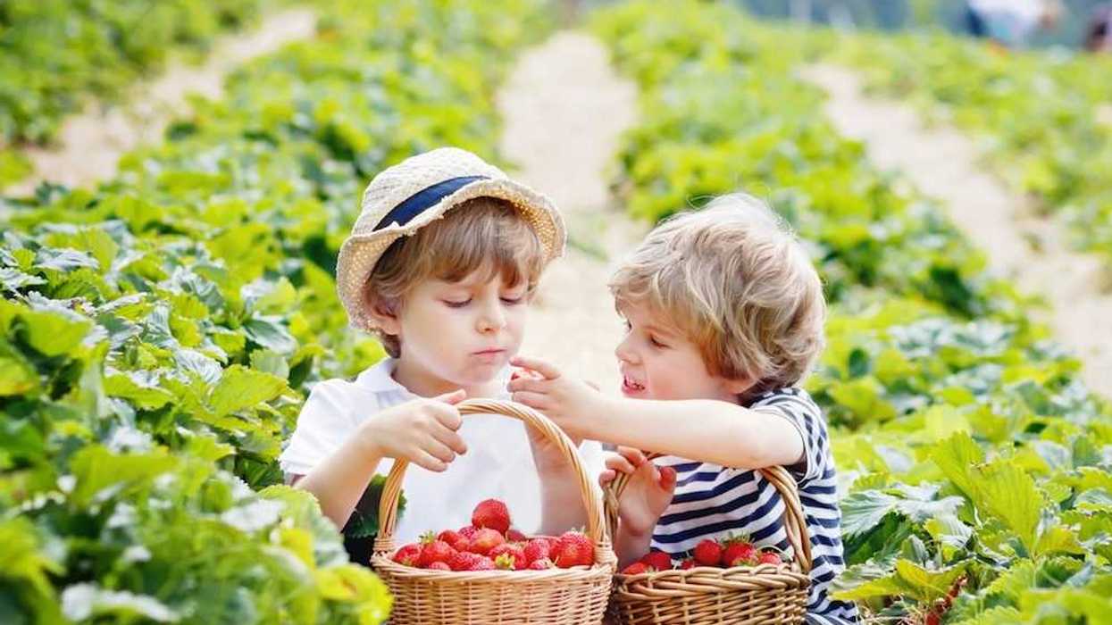 Two kids sitting in a strawberry field, eating strawberries and displaying full baskets