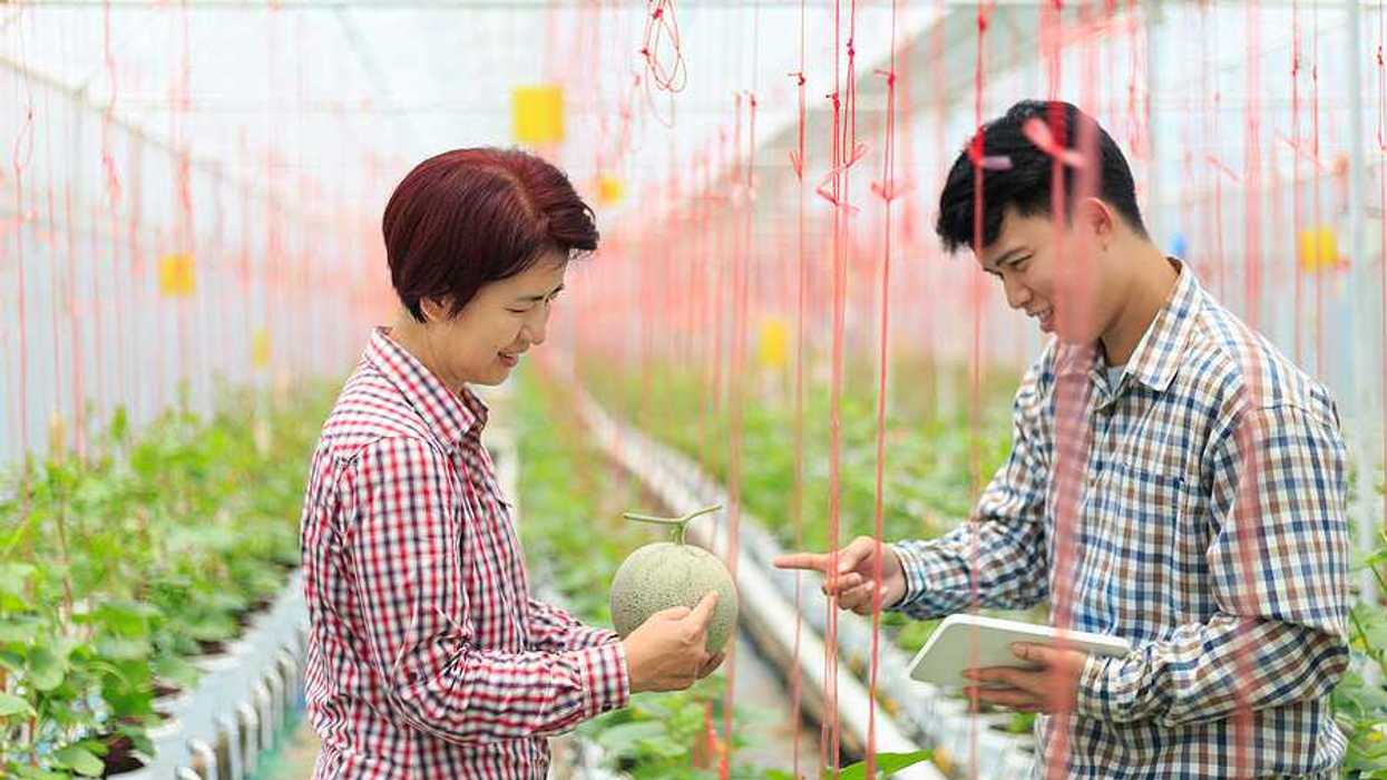 Two Korean farmers looking at a melon in a greenhouse