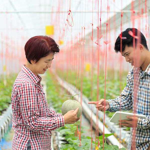 Two Korean farmers looking at a melon in a greenhouse