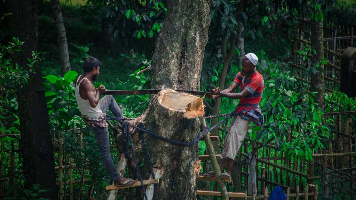 two man cutting standing on ladder and cutting tree.