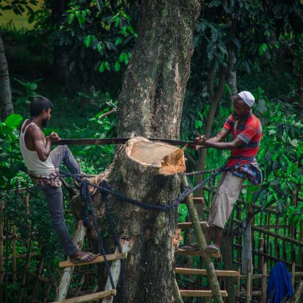 two man cutting standing on ladder and cutting tree.