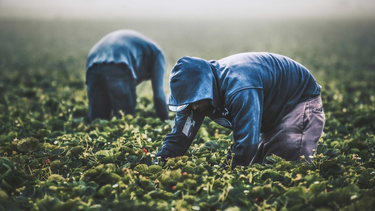 Two men in gray hoodies and blue jeans picking strawberries in a farm field
