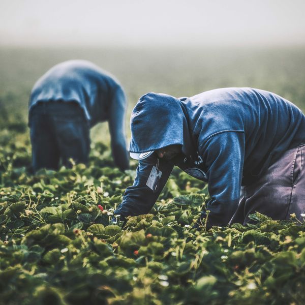 Two men in gray hoodies and blue jeans picking strawberries in a farm field