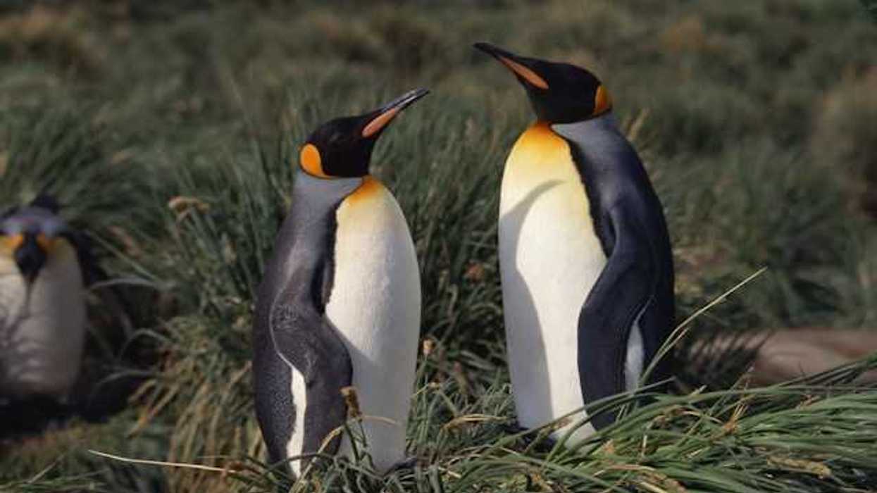 Two penguins facing each other in a grassy area
