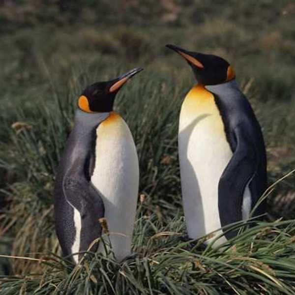Two penguins facing each other in a grassy area