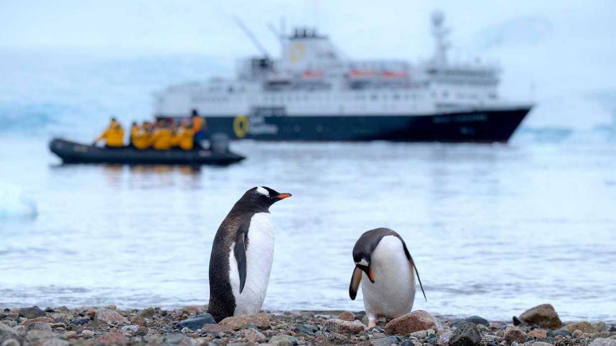 two penguins on shore with a large ship and small boat of people in background.