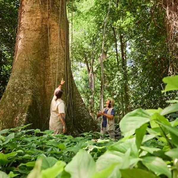 Two people in a rainforest looking up at a tree
