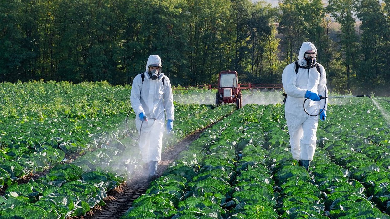 Two people in protective suits spraying pesticides in a field